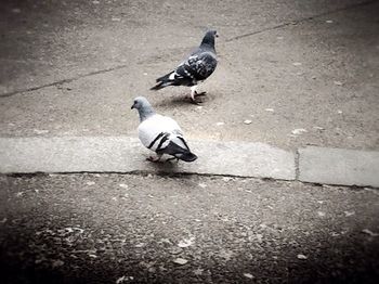 Close-up of pigeon