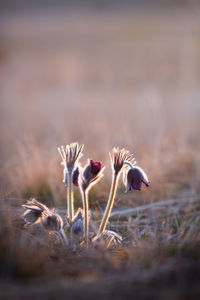 Close-up of flowering plant on land