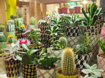 Potted plants for sale at store
