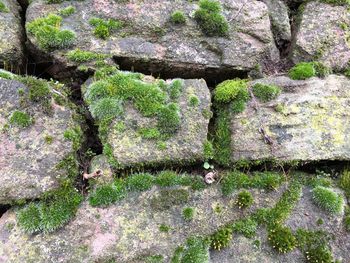 Close-up of lichen on rock