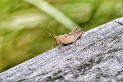 Close-up of grasshopper on wood