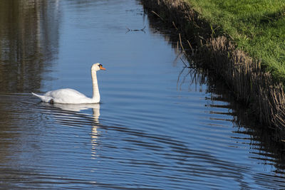 Swan swimming in lake