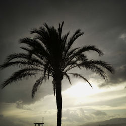 Silhouette palm tree against sky during sunset