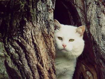 Portrait of cat on tree trunk