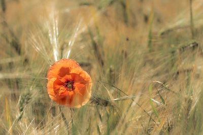 Close-up of poppy on field