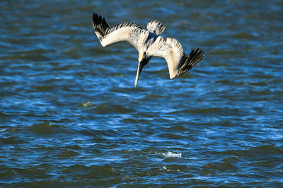 Pelican diving over water