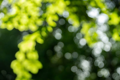 Close-up of plants against blurred background