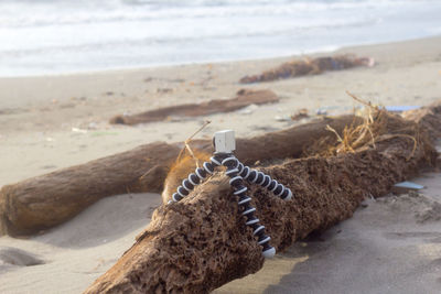 Close-up of animal on beach