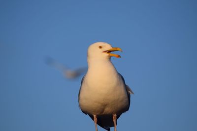 Low angle view of seagull perching on blue sky