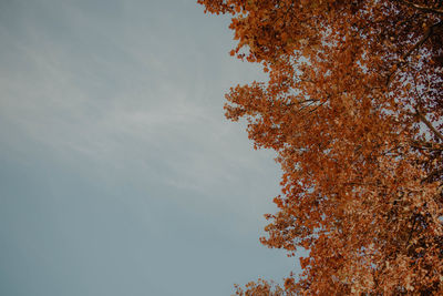 Low angle view of tree against sky during autumn