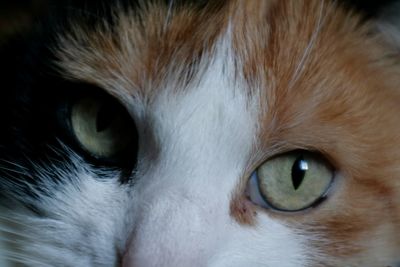 Close-up portrait of a cat
