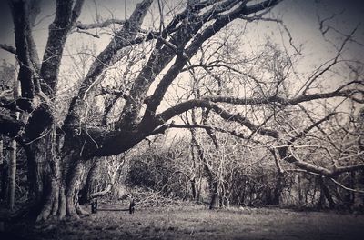 Bare trees on landscape