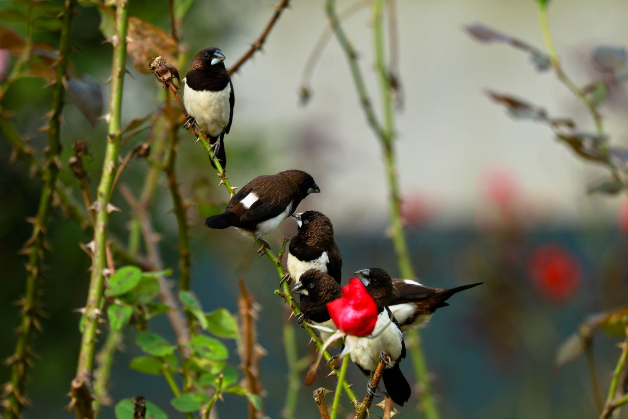 CLOSE-UP OF HUMMINGBIRD PERCHING ON BRANCH