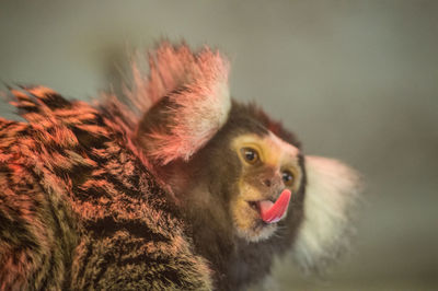 Close-up of tamarin monkey sticking out tongue