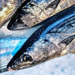Close-up of fish