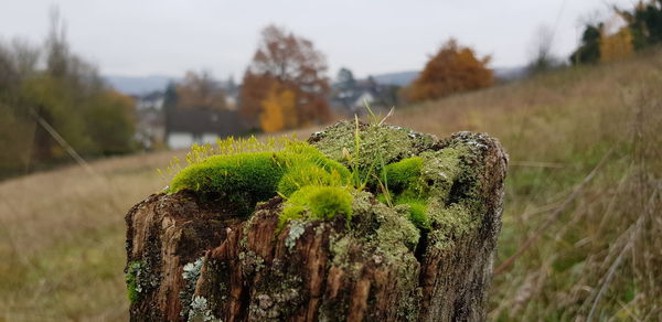 Close-up of tree stump on field