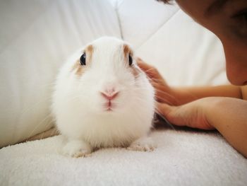 Close-up of white cat with hand