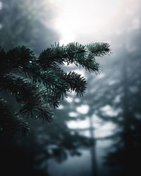 Low angle view of tree against sky