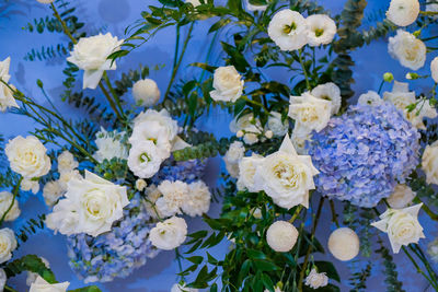 High angle view of white roses