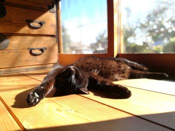 Close-up of cat relaxing on wood