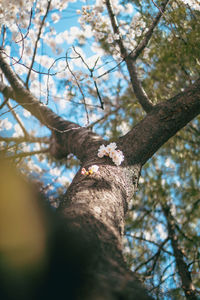Low angle view of cat on tree