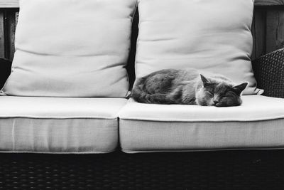 Cat sleeping on sofa