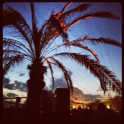 Low angle view of palm trees against sky