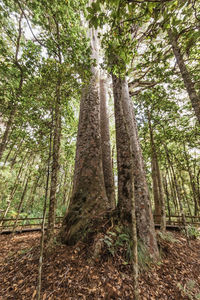 Low angle view of bamboo trees in forest