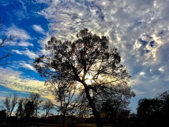 Low angle view of silhouette trees against sky