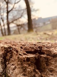 Close-up of tree trunk on field in forest