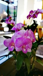 Close-up of pink orchid flowers
