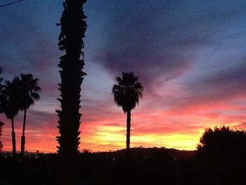 Silhouette of palm trees at sunset