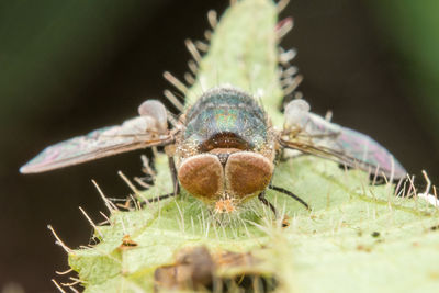 Close-up of insect