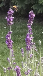 Close-up of purple flowering plants on field