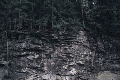 Trees in forest