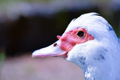 Close-up of a bird