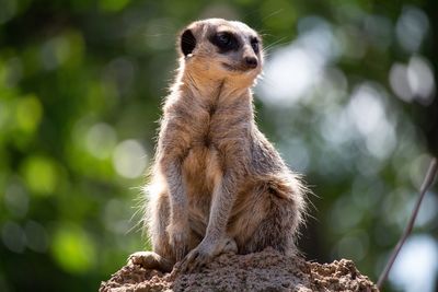 Meerkat sitting on rock