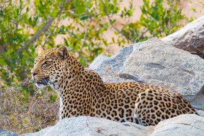 Leopard relaxing on rock