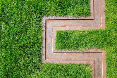 Plants growing on grassy field