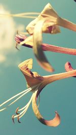 Close up of plant against blurred background