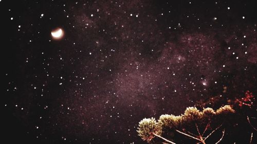 Low angle view of trees against sky at night