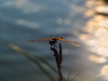 Close-up of dragonfly on plant