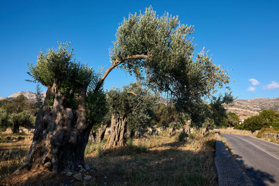 Road amidst trees against clear blue sky