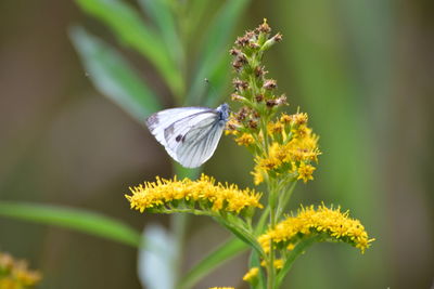 Close-up of insect on yellow flower