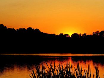 Silhouette of trees at sunset