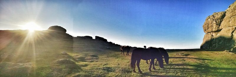 Panoramic view of horse on field against bright sun