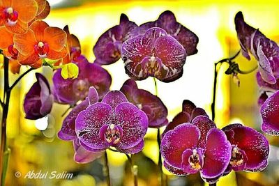 Close-up of flowers