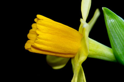 Close-up of yellow flower against black background