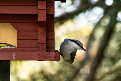 Low angle view of bird perching on branch