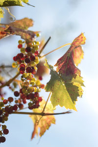 Close-up of maple leaves on tree against sky